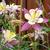 Aquilegia caerulea SPRING MAGIC-serie