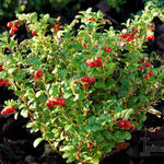 Vaccinium vitis-idaea 'Red Candy' - Vossenbes, rode bosbes