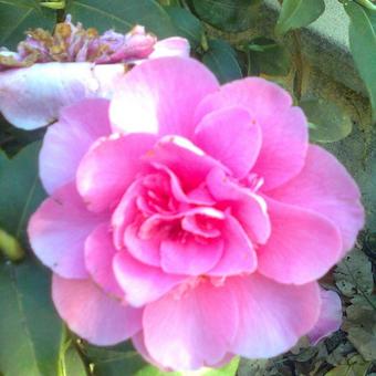 Camellia japonica (Roze)