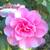 Camellia japonica (Roze)