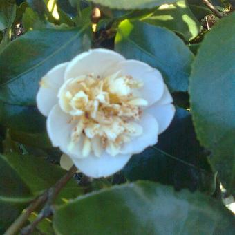 Camellia japonica 'Romiti'