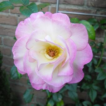 Rosa 'Händel'