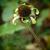 Echinacea purpurea 'Green Envy'