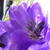 Delphinium belladonna 'Bellamosum'
