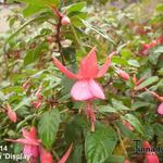 Fuchsia 'Display' - Bellenplant