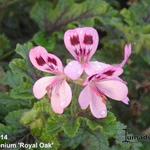 Pelargonium 'Royal Oak' - Geranium, geurgeranium