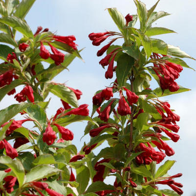 Weigelia - Weigela florida 'Red Prince'