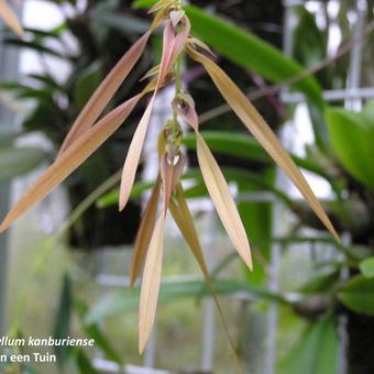 Bulbophyllum kanburiense