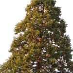 Sequoiadendron giganteum - Mammoetboom