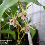 Dendrobium tetragonum - Orchidee, spinorchidee