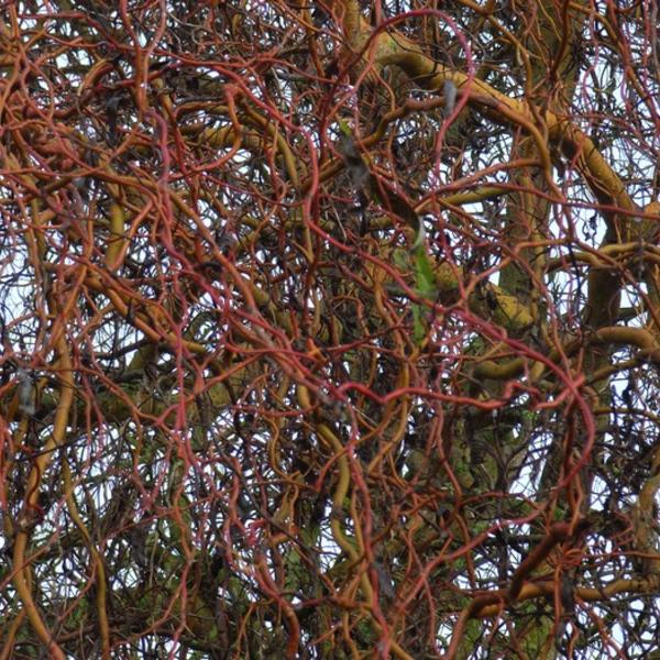 kronkelwilg - Salix 'Erythroflexuosa' Sierheesters - Struiken - Planten online kopen | Tuinadvies