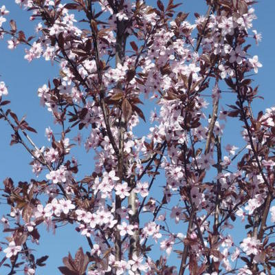 Prunus cerasifera 'Nigra'  - Kerspruim