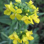 Brassica rapa subsp. rapa - Knolraap