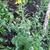 Brassica rapa subsp. rapa