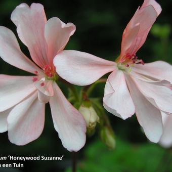 Pelargonium 'Honeywood Suzanne'