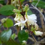 Abeliophyllum distichum - Sneeuwforsythia, Witte forsythia