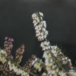 Erica carnea f. alba 'Isabell' - Winterheide