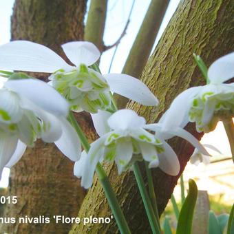 Galanthus nivalis 'Flore Pleno'
