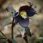 Helleborus orientalis 'Ruby Star' - Nieskruid