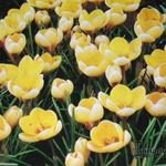 Crocus chrysanthus 'Romance' - Krokus
