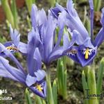 Iris reticulata - Dwergiris