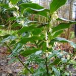 Sarcococca ruscifolia - Vleesbes - Sarcococca ruscifolia