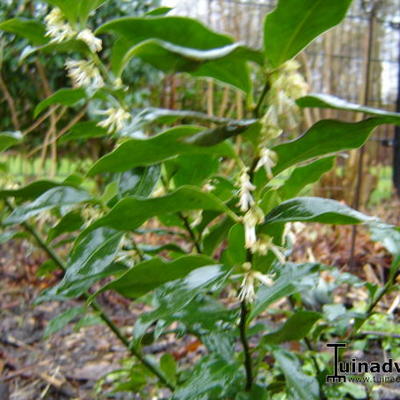 Sarcococca ruscifolia - Vleesbes