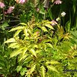 Trosvlier - Sambucus racemosa 'Plumosa Aurea'
