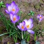 Crocus tommasinianus 'Barr's Purple' - Krokus