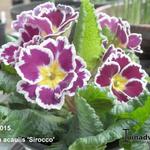 Primula vulgaris 'Sirocco' - Sleutelbloem