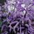 Plectranthus 'Mona Lavender'