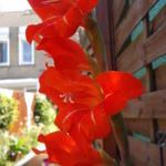 Gladiolus x grandiflorus - Grootbloemige gladiolen