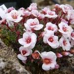 Saxifraga x megaseaeflora 'Emauzy' - Steenbreek