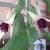 Fuchsia 'Nordseebrandung'