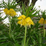 Fritillaria imperialis - Keizerskroon