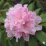 Rhododendron 'Christmas Cheer' - Rododendron