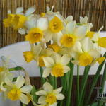 Narcissus 'Topolino' - Narcis
