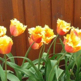 Tulipa 'Lambada'