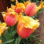 Tulipa 'Lambada' - Tulp