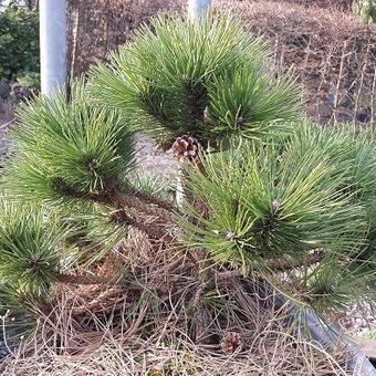 Pinus Nigra 'Nana'