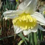 Narcissus 'Ice Follies'  - Narcis