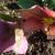 Helleborus x hybridus