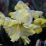 Narcissus 'Cassata' - Narcis, Spleetkronige narcis