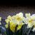 Narcissus 'Cassata'
