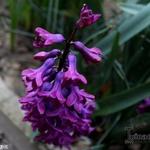 Hyacinthus orientalis 'Woodstock' - Hyacint