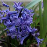Hyacinthus orientalis 'Anastasia' - Hyacint