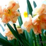 Narcissus 'Apricot Whirl' - Narcis, Spleetkronige narcis