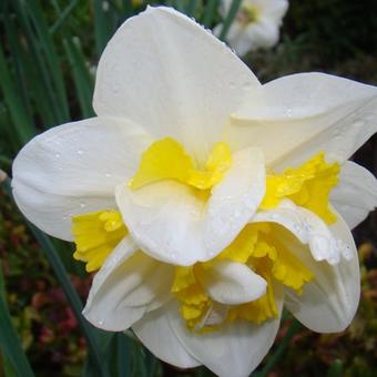 Narcissus 'White Lion'