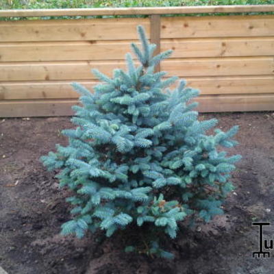 Picea pungens 'Glauca Globosa' - Blauwe spar