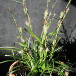Carex morrowii ‘Irish Green’ - Zegge